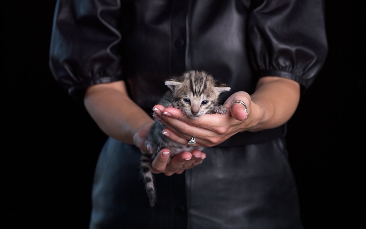 CatsNCarsCNC's tweet photo. More Cats N Cars kittens RESERVED! They are almost ready for some car shoots! 😻 https://t.co/daqjUjWeV7