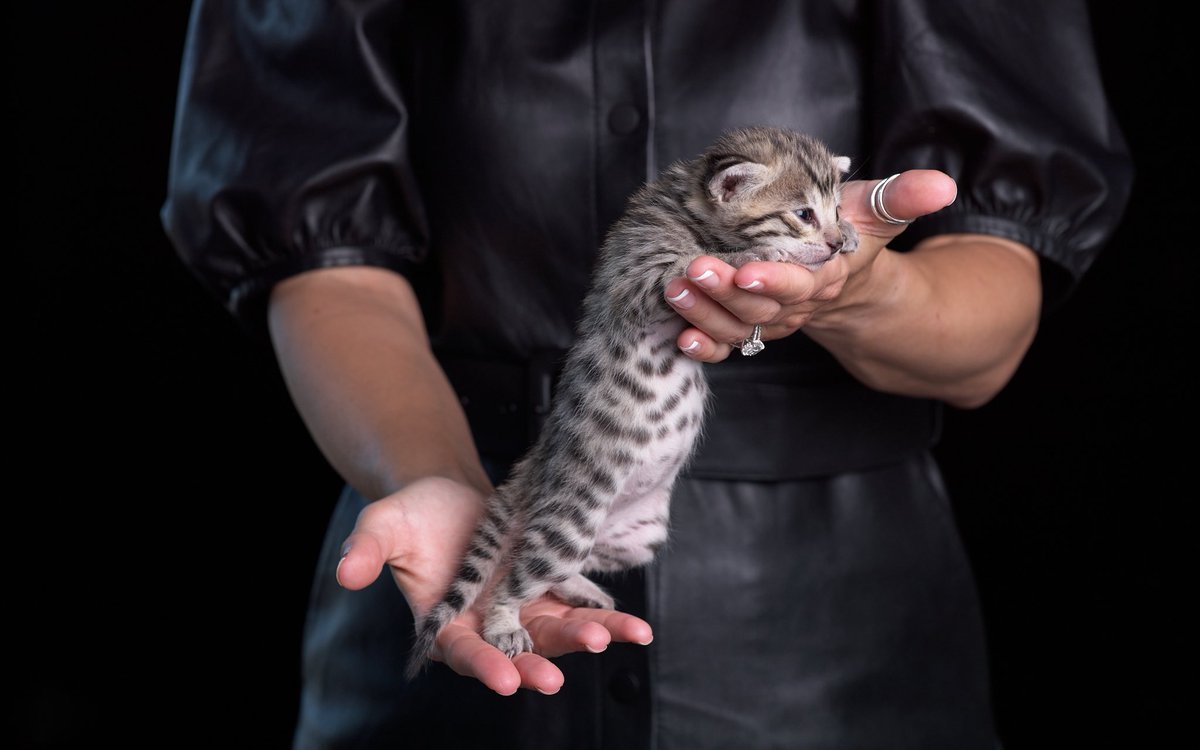 CatsNCarsCNC's tweet photo. More Cats N Cars kittens RESERVED! They are almost ready for some car shoots! 😻 https://t.co/daqjUjWeV7