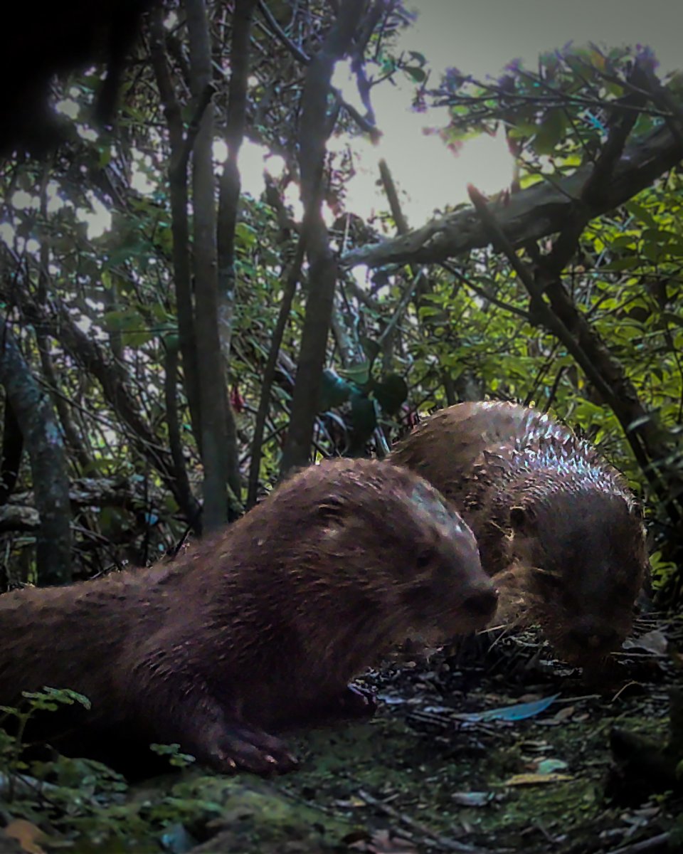 Huillines en el futuro Parque Nacional Cabo Froward 🦦

¡Buenas noticias! En la última expedición del programa Vida Silvestre, que consistió en la recolección de cámaras trampa previamente instaladas, se registró la presencia del huillín (Lontra provocax), especie nativa de Chile