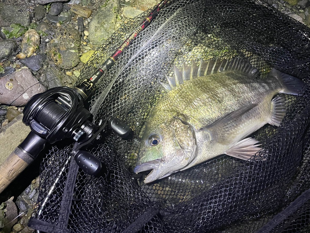 CrossOver12_Abu's tweet image. 大阪でお世話になったflagshipさんのネットショップにて購入したVガードフックがかなり活躍しました👍

オフセットフックだと斜めの壁を攻める際、壁に引っかかることがあるけどVガードフックだと激減🎣

とりあえず8枚チヌ釣って終了🐟

#チニング
#NTシンカー 
#KEITECH
#クレイジーフラッパー