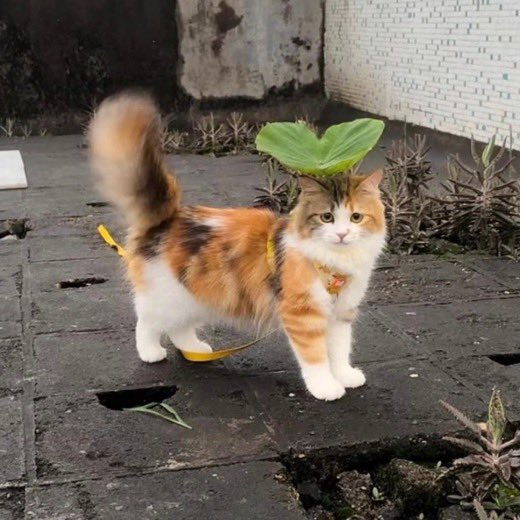 lovesickdoe's tweet image. 🌱
🐱