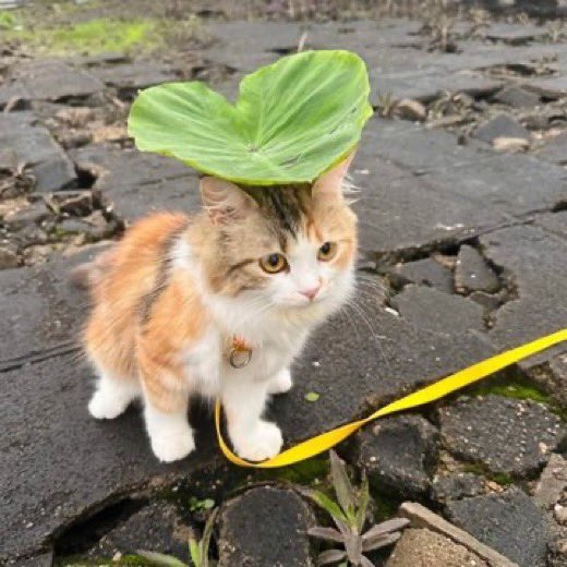 lovesickdoe's tweet image. 🌱
🐱