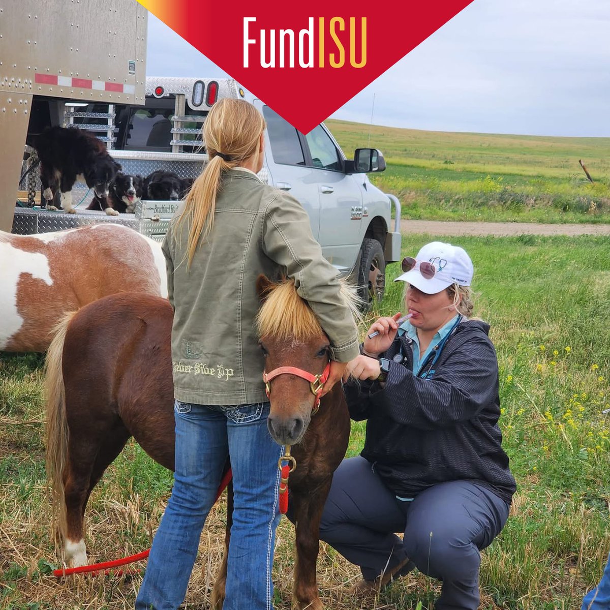 For 15 years, Iowa State veterinary students, faculty, alumni, and community volunteers have traveled to Fort Thompson, South Dakota, to offer veterinary services to pets of tribal members of the Crow Creek Reservation. Support their work here: bit.ly/3FgrGOX