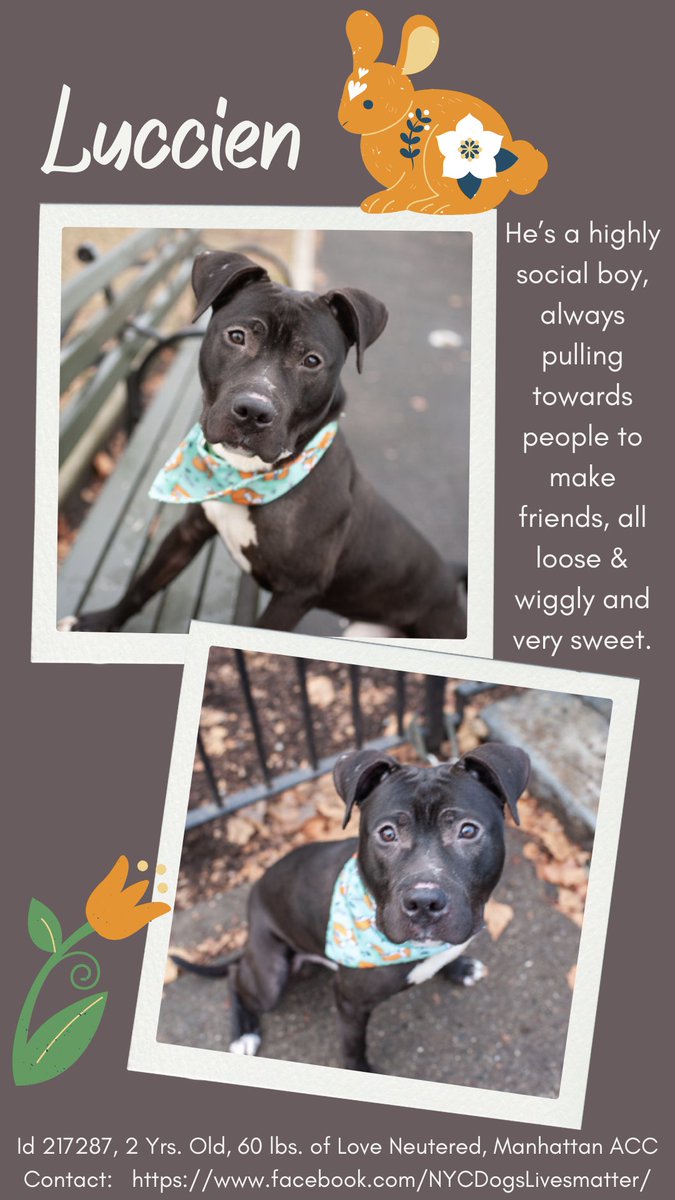 Luccien, 2, was found alone in the freezing cold just before Christmas and brought to ACC by NYPD. Despite his sweet, social nature and good behavior rating, <a href="/NYCACC/">Animal Care Centers of NYC</a> <a href="/NYCHealthCommr/">Dr. Michelle Morse</a> <a href="/nycHealthy/">nychealthy</a> failed to find Luccien a home, and killed him after seven weeks.