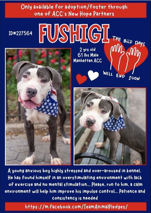 Samantha (@samj_jane) on Twitter photo π― NHO Fushigi 2yrs 227564 #Macc Friendly loving lad is starting to get stressed in kennel he needs out Urgently Dm <a href="/CathyPolicky/">Cathy Policky</a> #Pledge4Rescue #Fosterssavelives Help Fushigi ππ π― NHO Fushigi 2yrs 227564 #Macc Friendly loving lad is starting to get stressed in kennel he needs out Urgently Dm <a href="/CathyPolicky/">Cathy Policky</a> #Pledge4Rescue #Fosterssavelives Help Fushigi ππ