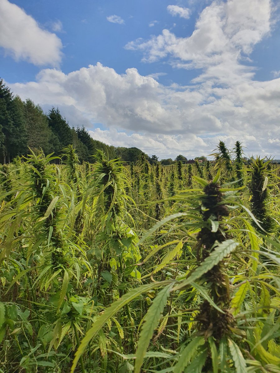 Greetings everyone! We're opening up access to land for melanated peoples with a project here at Hempen; it would be warmly appreciated for any people to fill this quick survey in to support our funding application.

docs.google.com/forms/d/e/1FAI…