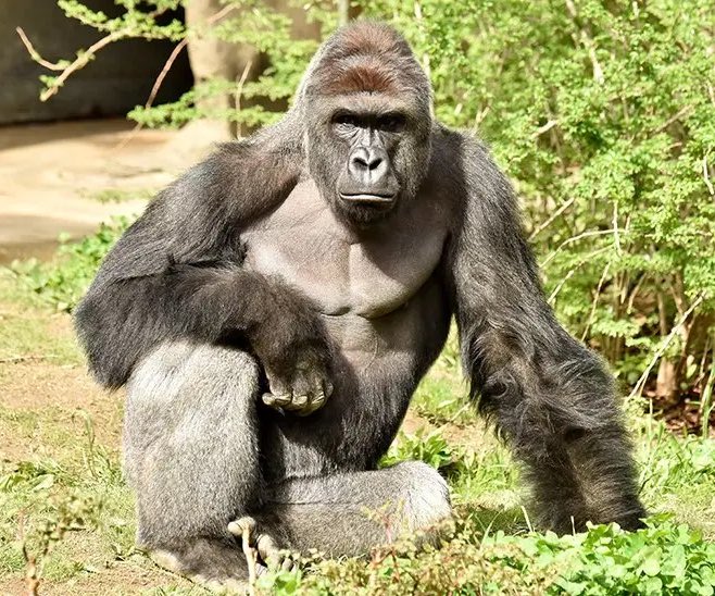 9 years ago today, we lost Harambe 😔