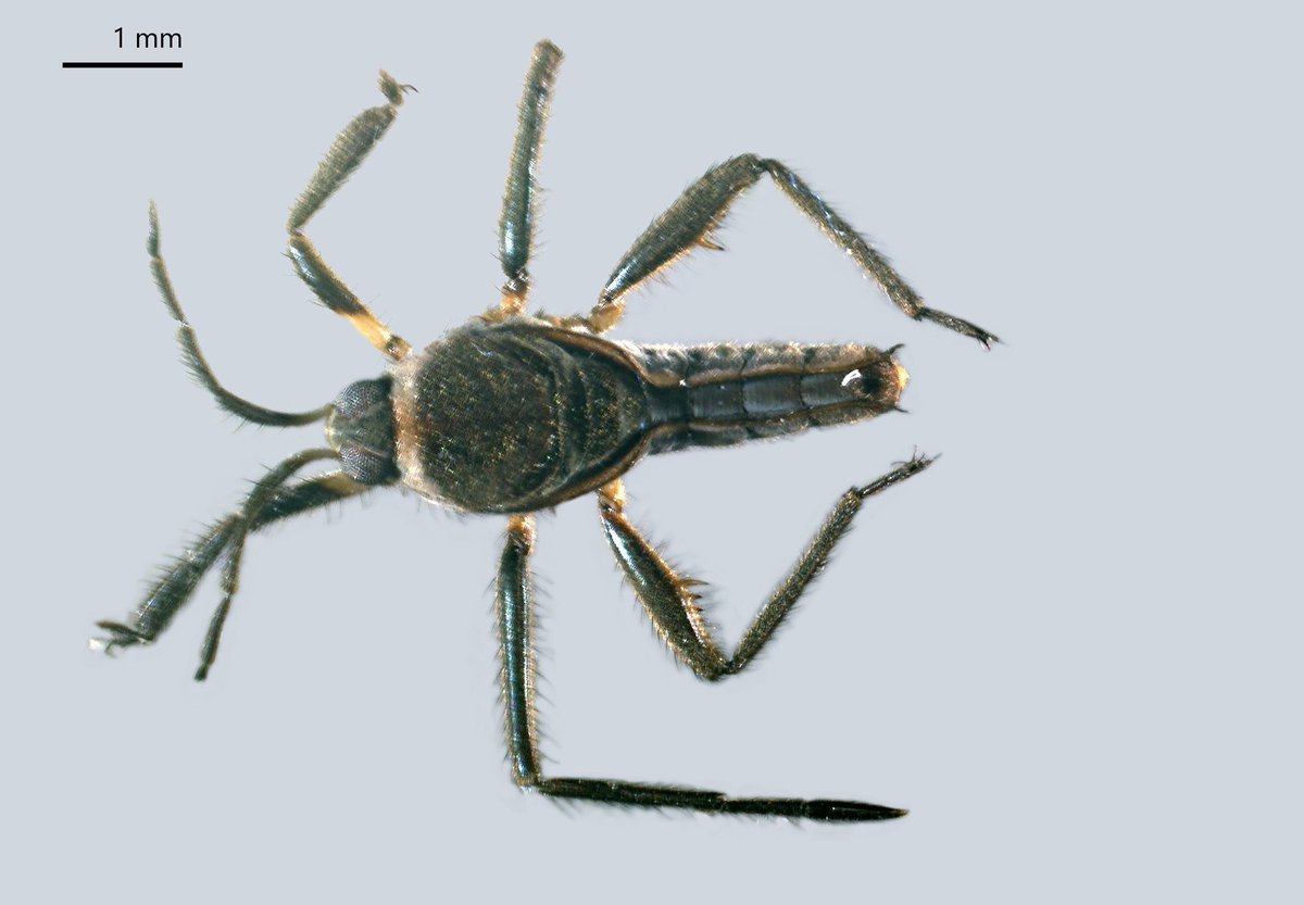 Carlos Lasso tweet media