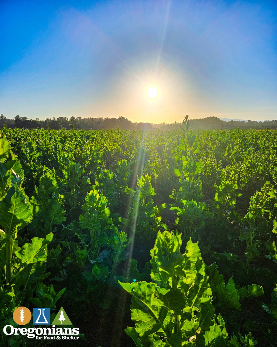 Today is the first annual Sugarbeet Day at the Oregon State Capitol. In an effort to shine light on seed and sugar production in Oregon! OFS is proud to support! Check out snakeriverbeet.com