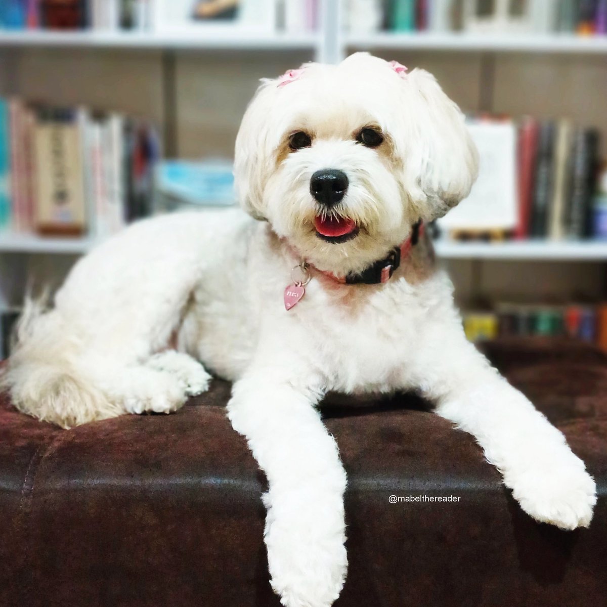 mabelthereader's tweet photo. Hoy se cumplen 2 años de llegar a mi vida mi amada Elisa, mi compañerita, mi mascota, mi bebé hermosa, la que me da todo el amor más puro e incondicional 🐾🥳🩷 https://t.co/hRySVk123U