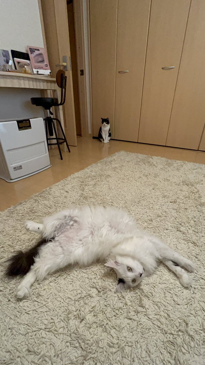 maniko03ll's tweet photo. 弟が今月で2歳になりました！でかい https://t.co/rfoUapjxfg
