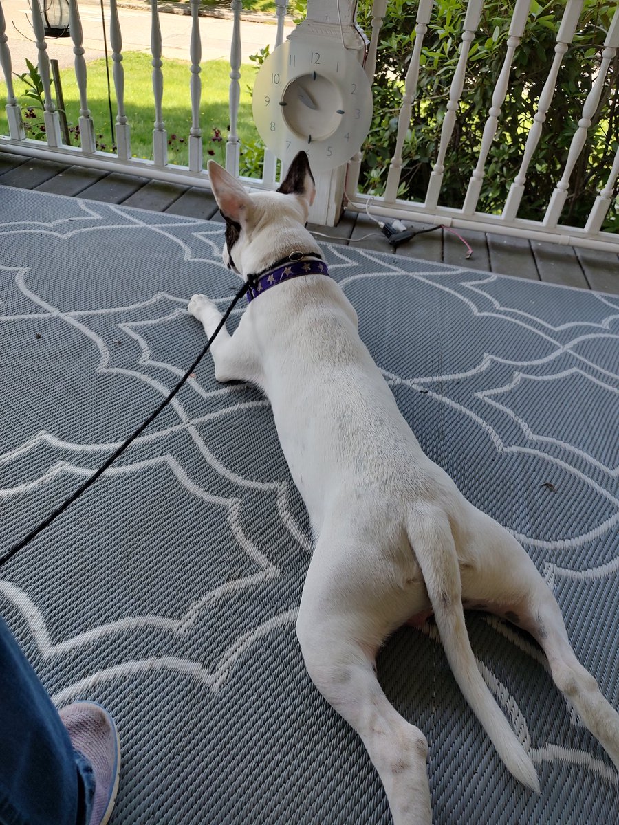 Spike The Rescue Pup & Rex The TV Terrier ®🌈🐾 tweet media