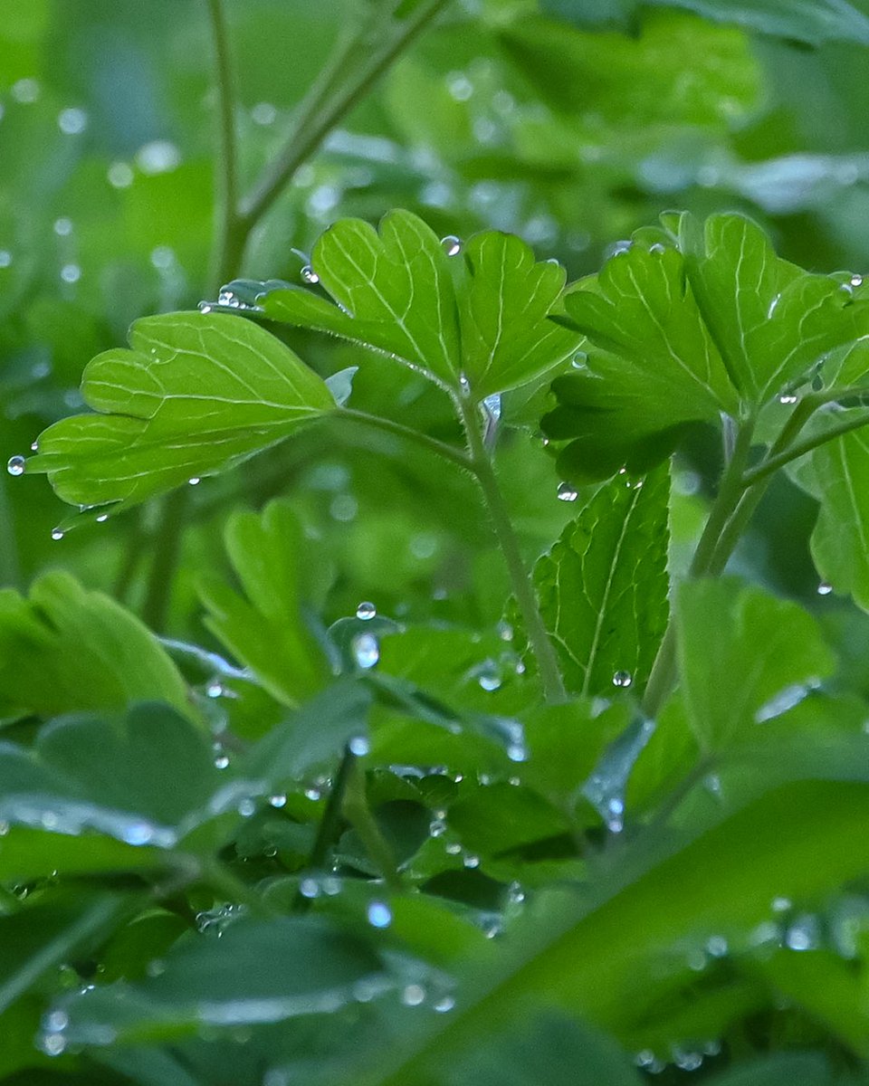 warlockmediawiz's tweet photo. ⚪️💧 Do the #Dew💧⚪️
.
.
.
#Dewdrops #MorningDew #WaterDrops #Grass #Garden #GardenPhotography
#NikonZ50 #Nikonℤ50 #Nikon #NikonCamera #NikonPhotography #Nikon_Photography #NikonCanada #Photography #Micro #NikonMicro #MicroPhotography #Nikkor40mm #40mm https://t.co/VnXFQ4bJjA