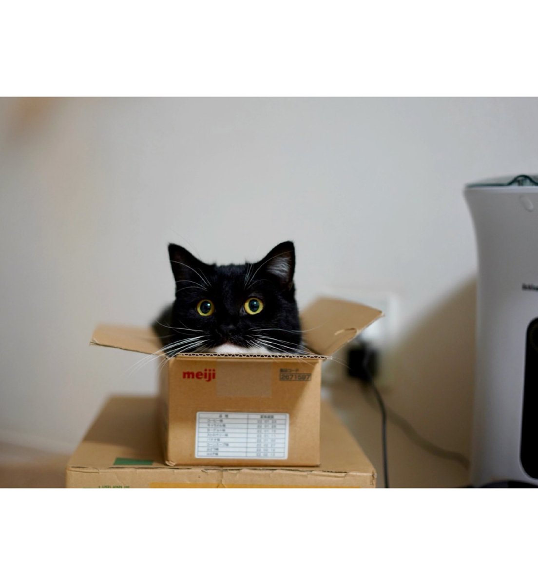 THE chicken boy 🍗✨