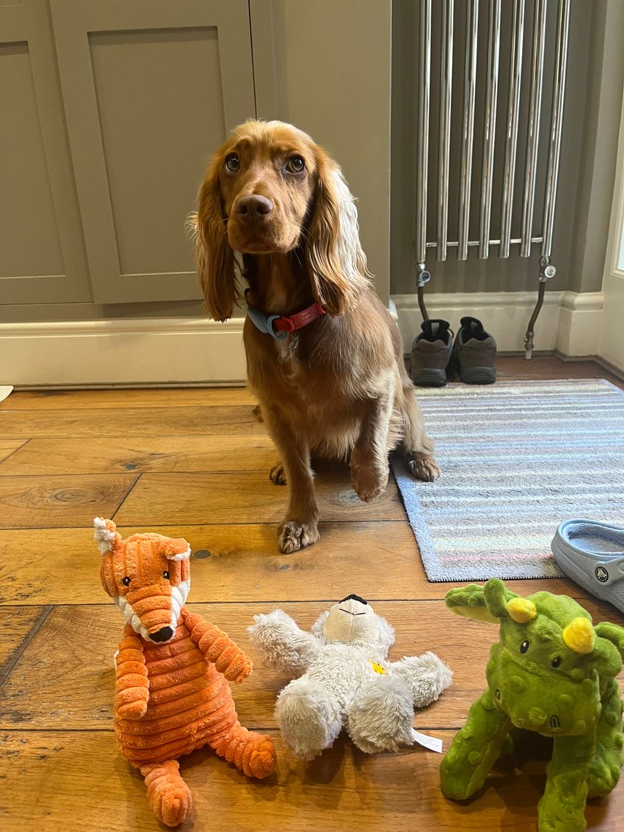 Birthday girl, 2 today, with her pressies. 
#BookshopDogs