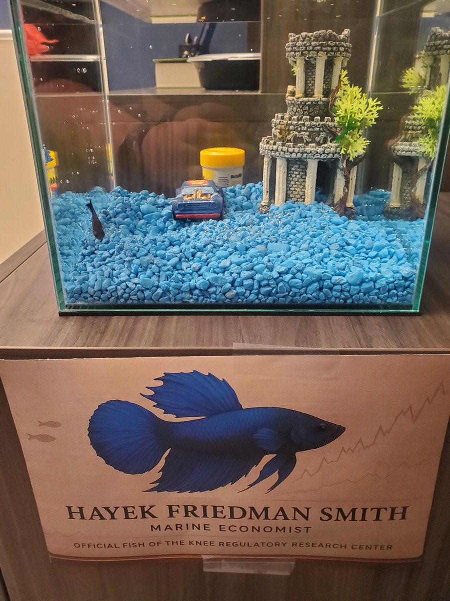 I turn off my phone for five hours to finish a paper and the office adopts a fish. Anyways, meet the Knee Center's new of-fish-al morale boosting office pet (kudos to Drake).