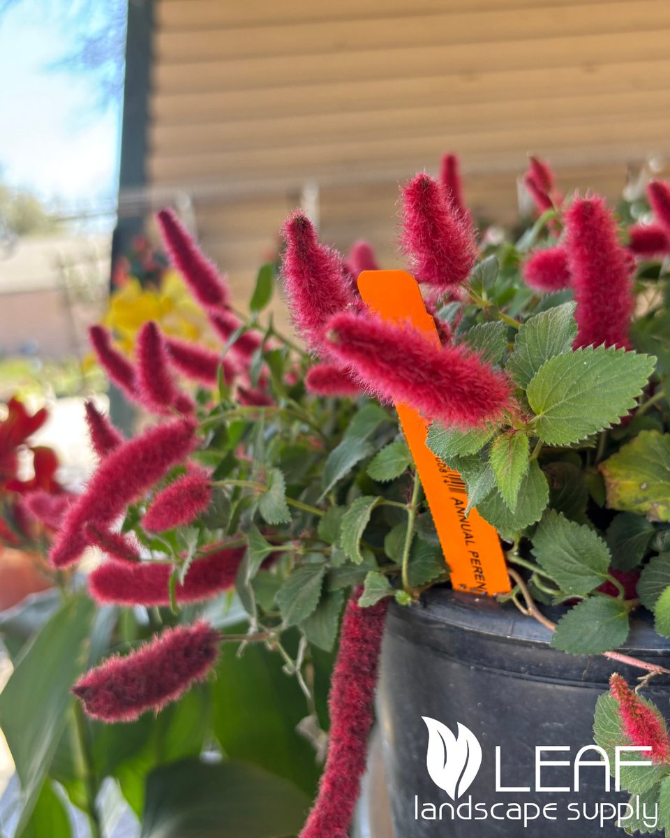 leaflandscape_'s tweet image. Look at these cute fuzzy tails on the Chenille Plant 🌺👀 Show your Chenille some love &amp;amp; watch it flourish! ❤️🌺 

#PlantCare #ChenillePlant #Gardening #PlantParent #GreenThumb #LocalPlantShop #LeafLandscapeSupply