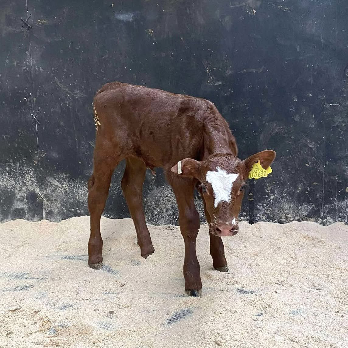 The last of our spring calves, has arrived safely. They’ll spend a few days indoors to give them quiet time together to bond, and for suckling to be well established, before they join the rest of the cows and calves out on pasture.