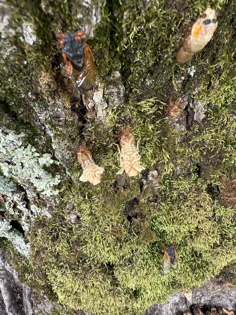 francisdmarion's tweet photo. If my man @ turfento Bug Doc was still here I’d X him this: 

“ #OnlyBugs 14 year brood here in the Nasti Nati “ https://t.co/U83DnuttDp