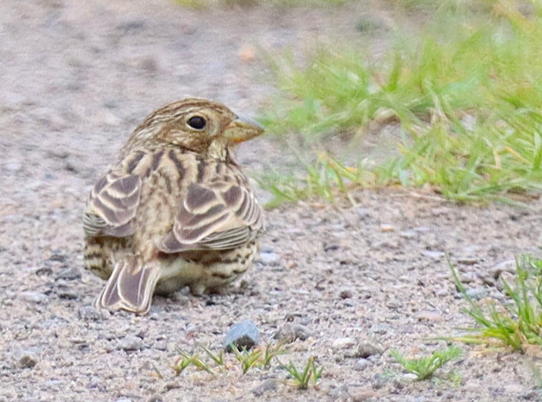 LUFCDave_'s tweet image. Great to see a good number of Grey Partridges and Corn Buntings near Skipwith today. Also Yellow Wagtail,Yellowhammers and loads of Skylarks