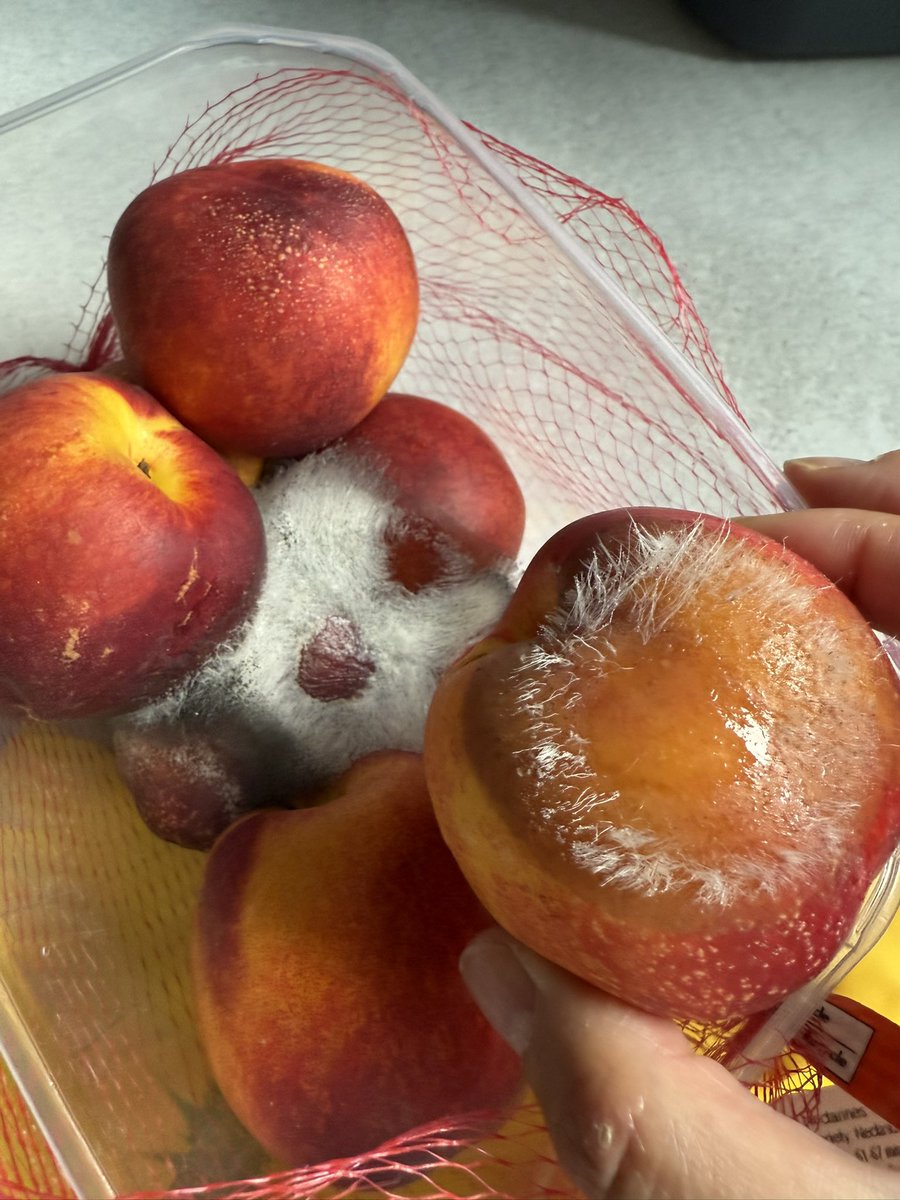 Food4Lan's tweet photo. @LidlGB hi. Please advise who to contact regarding quality issues with fruits I bought. Literally fluffy with mold within 4 days. https://t.co/isErsVsSUi