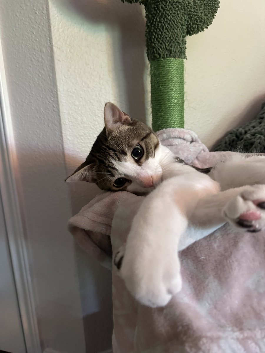 I stopped doing this bc Oppie finishes his food first every single day so he is always the greedy boy of the day