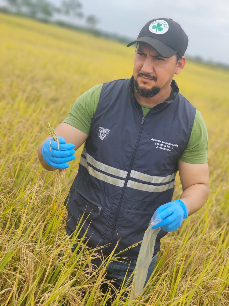 AgrocalidadZ7's tweet photo. #ElOro | Realizamos toma de muestras de cultivo de arroz, en cumplimiento al plan nacional de vigilancia, en la parroquia La Cuca del cantón Arenillas. #ProtegemosLoQueConsumes https://t.co/XtURgbEeVI