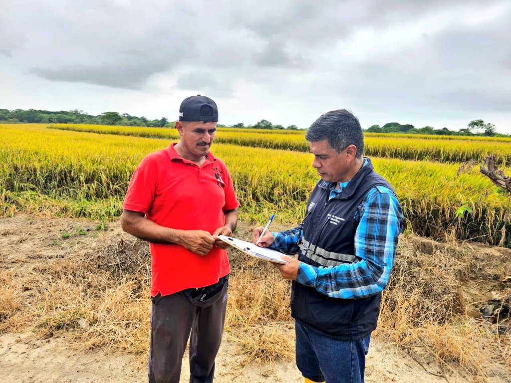 #ElOro | Realizamos toma de muestras de cultivo de arroz, en cumplimiento al plan nacional de vigilancia, en la parroquia La Cuca del cantón Arenillas. #ProtegemosLoQueConsumes