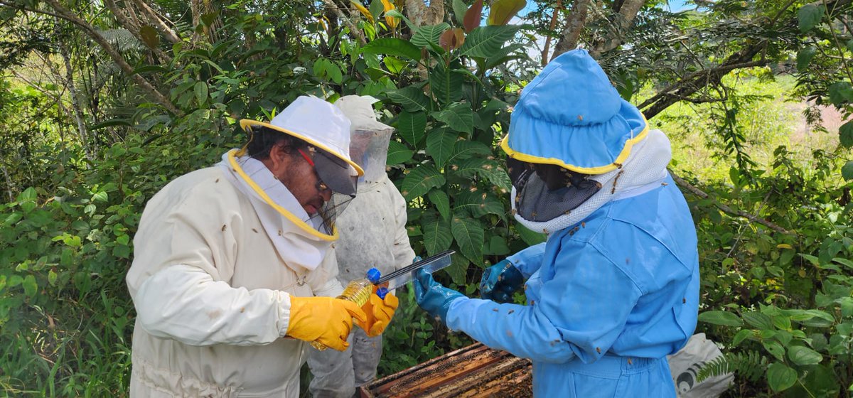 #ZamoraChinchipe | Trabajamos en beneficio de la producción apícola de la provincia, realizamos inspección y monitoreo en apiarios, con el objetivo de evitar la presencia del pequeño escarabajo de la colmena, cantones Zamora, Yantzaza y El Pangui #PrevenciónSanitaria