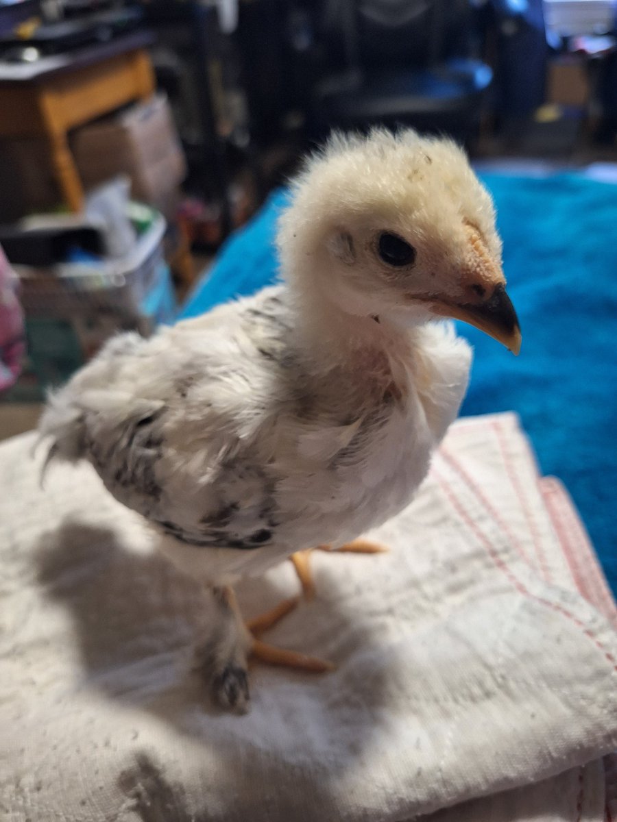 One of my baby turkeys!!