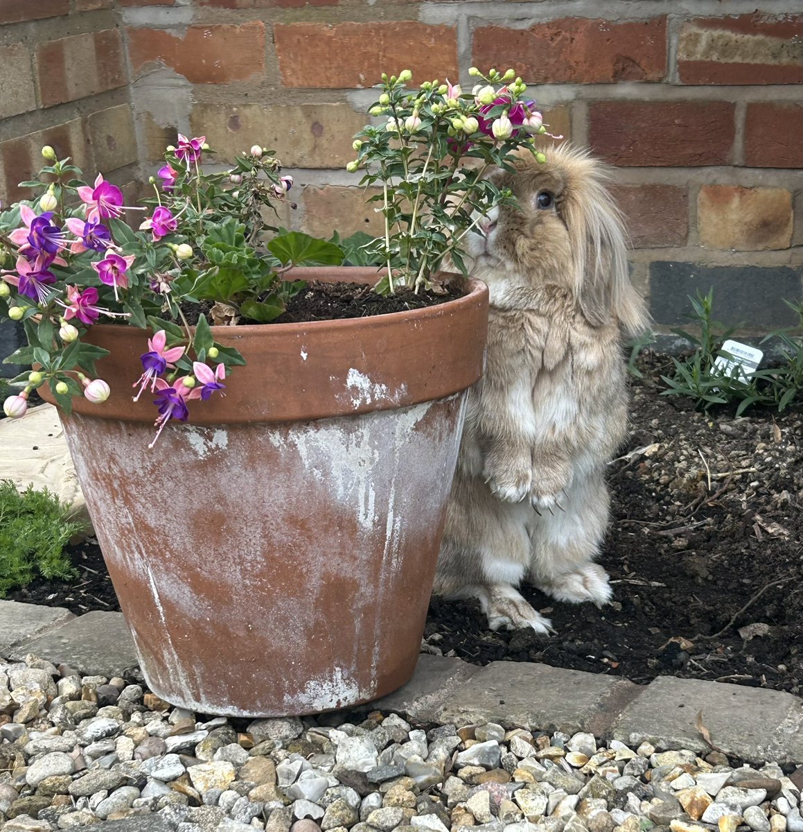 Bunny flowers