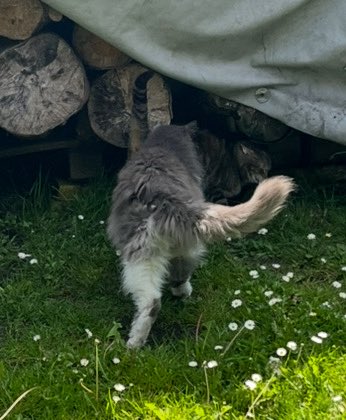 Liebe Freunde, ich, euer Stanley🐈, hab Schimpfe bekommen und weiß überhaupt nicht warum! Neihein…… ich weiß es nicht!!!!