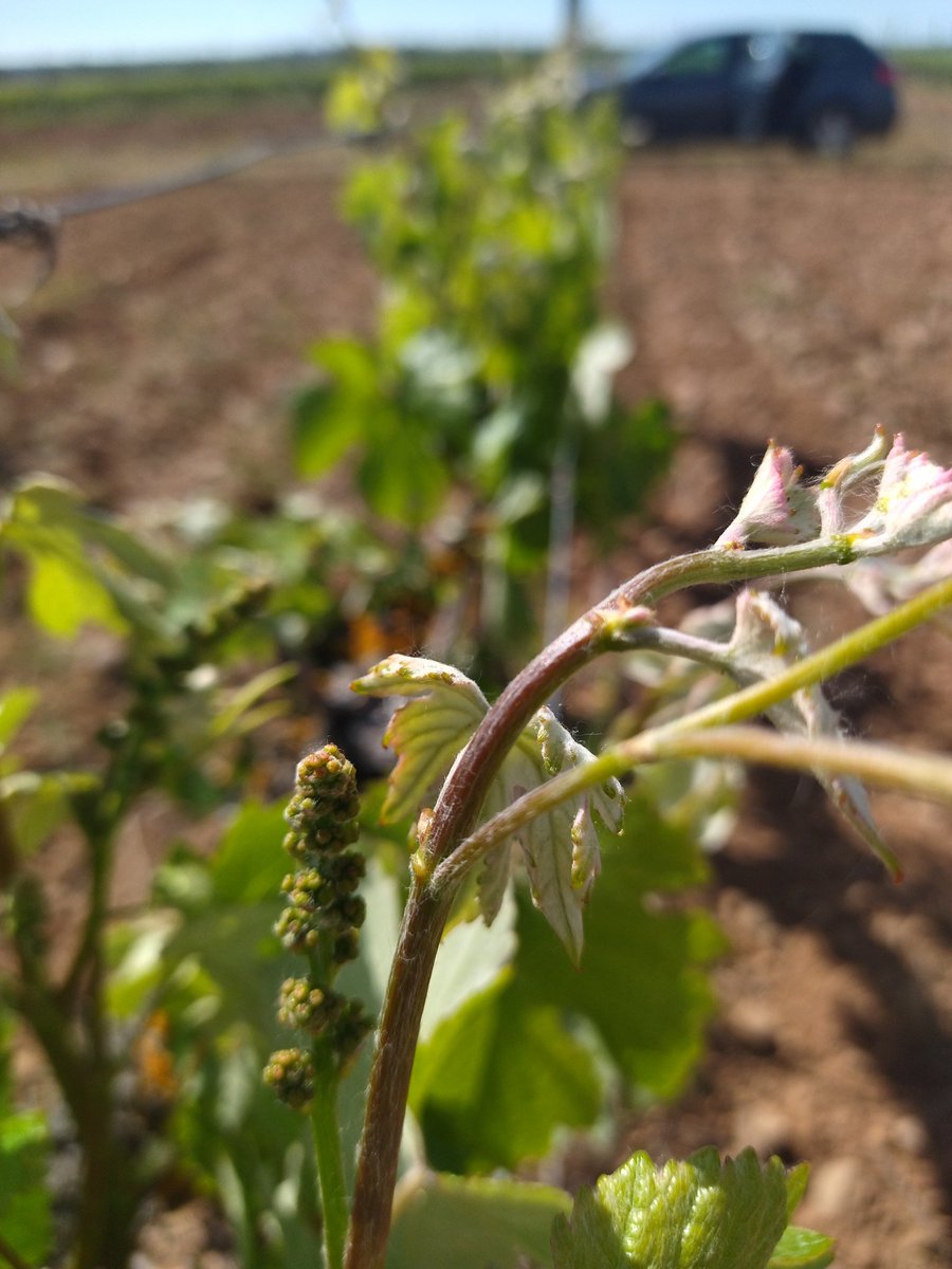 melgarajo's tweet photo. Avanza el desarrollo de la viña Poco a poco con los racimos ya apuntando
@bodegasmelgarajo #prietopicudo #verdejo #negrosaurí #valdeleña #melgus #savaliebre #doleon #melgardeabajo https://t.co/FaRJIRcEGY