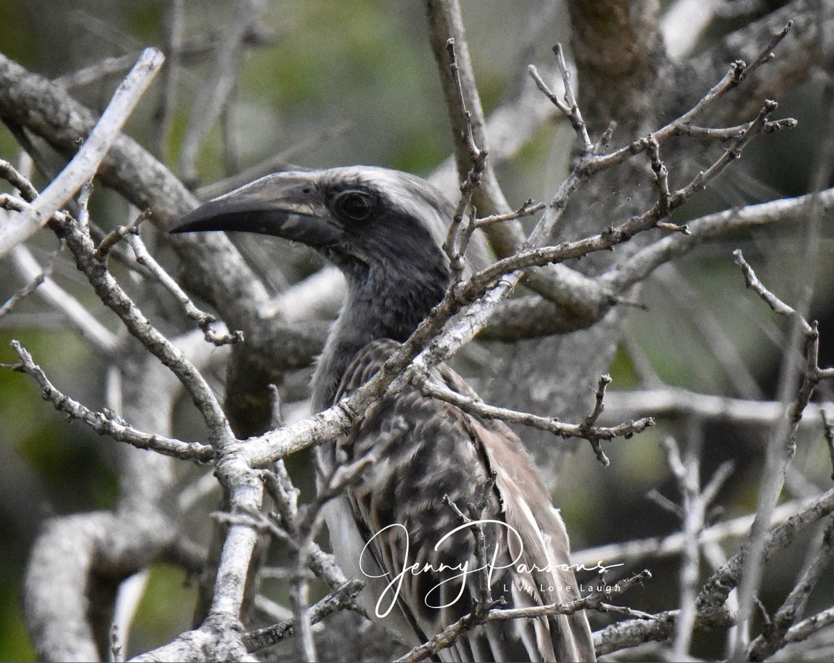 JennyPaPB's tweet photo. The Southern Yellow-billed, Red-billed &amp; African Grey Hornbill are some of the birds I love seeing in Kruger. Full of character &amp; how amazing is the camouflage of the African Grey Hornbill

#birdwatching #birdsofkruger #birdphotography #Nikon #birdsseenin2025 #africa #hornbill https://t.co/3ndHfDMEoI