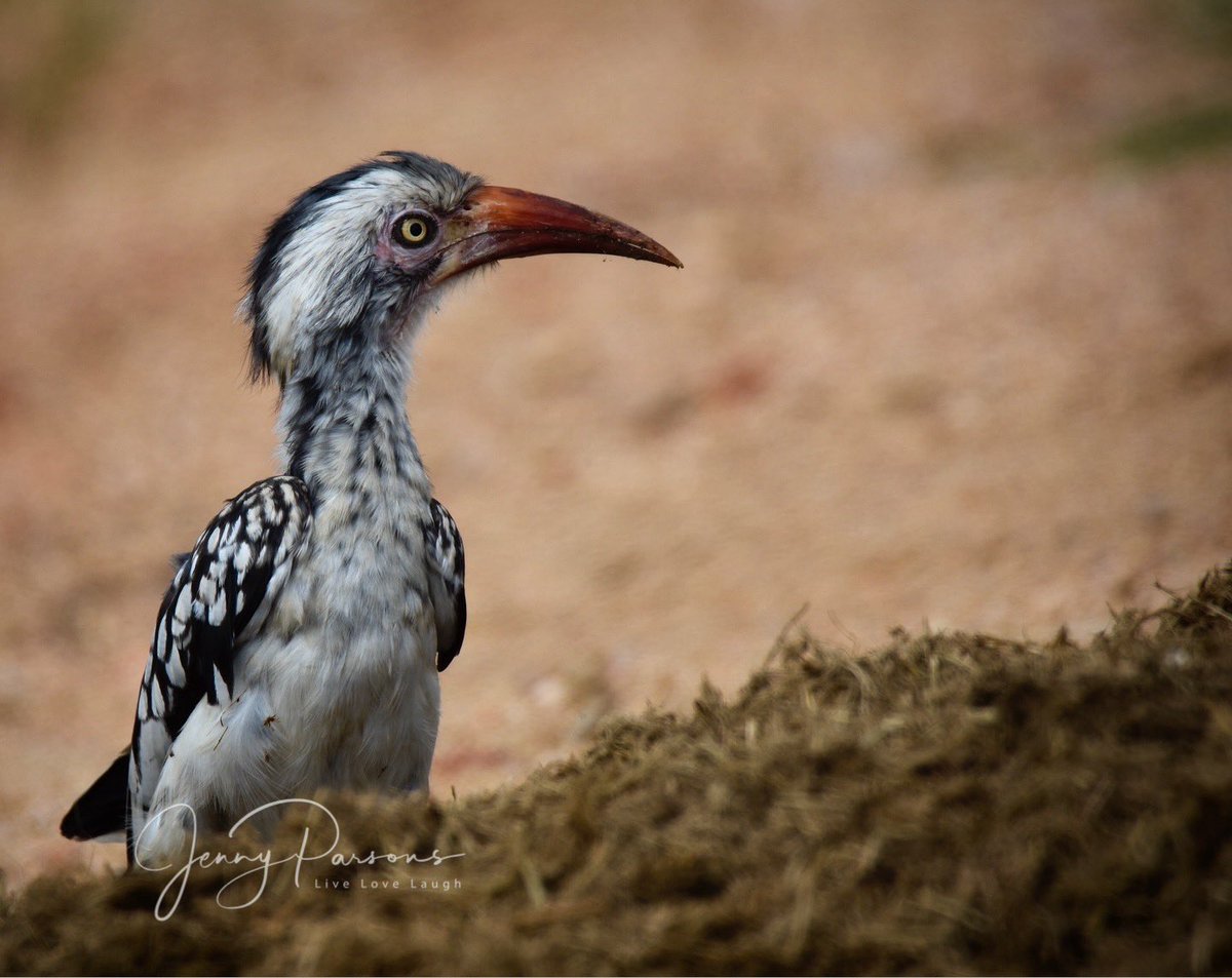 JennyPaPB's tweet photo. The Southern Yellow-billed, Red-billed &amp; African Grey Hornbill are some of the birds I love seeing in Kruger. Full of character &amp; how amazing is the camouflage of the African Grey Hornbill

#birdwatching #birdsofkruger #birdphotography #Nikon #birdsseenin2025 #africa #hornbill https://t.co/3ndHfDMEoI