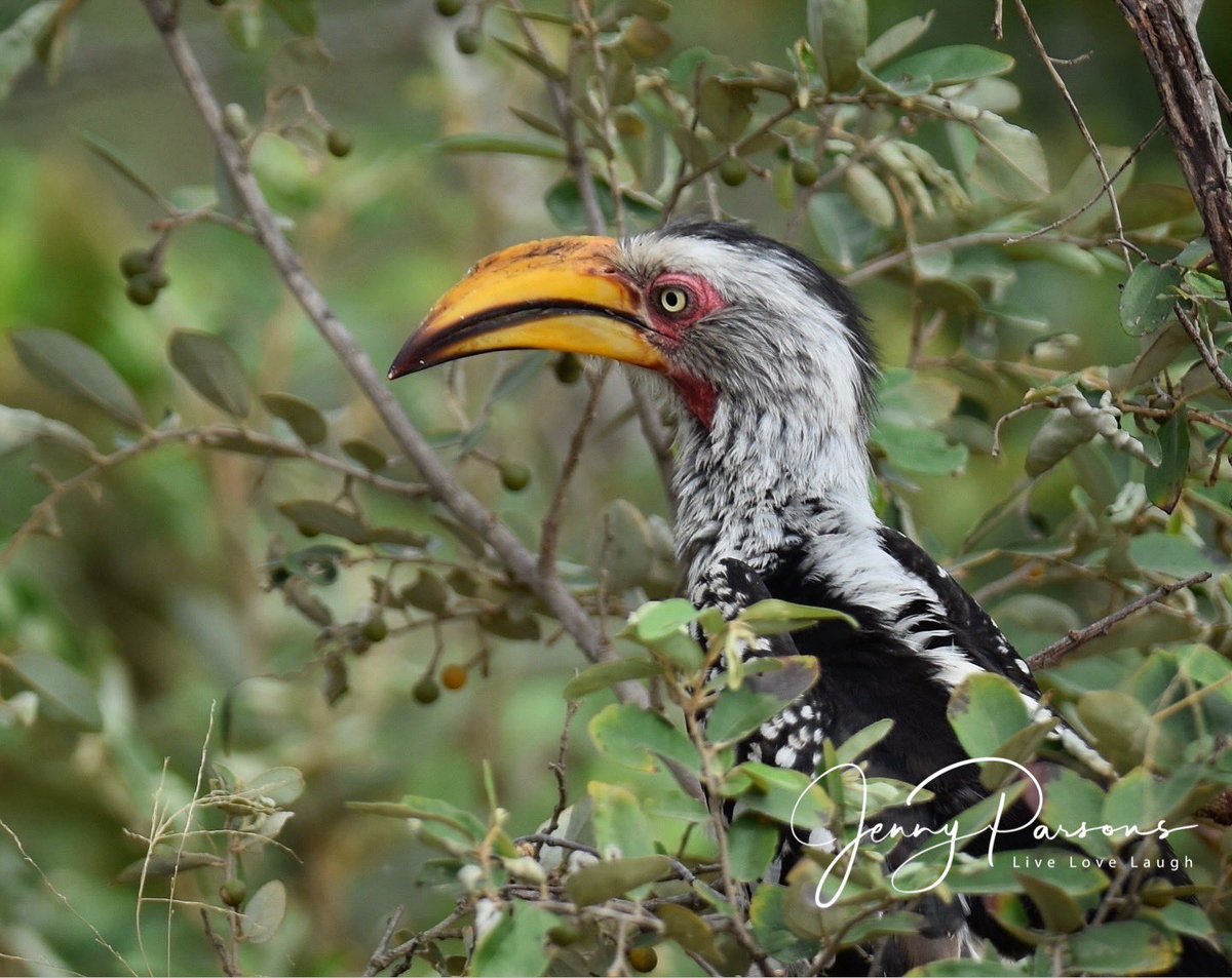 JennyPaPB's tweet photo. The Southern Yellow-billed, Red-billed &amp; African Grey Hornbill are some of the birds I love seeing in Kruger. Full of character &amp; how amazing is the camouflage of the African Grey Hornbill

#birdwatching #birdsofkruger #birdphotography #Nikon #birdsseenin2025 #africa #hornbill https://t.co/3ndHfDMEoI