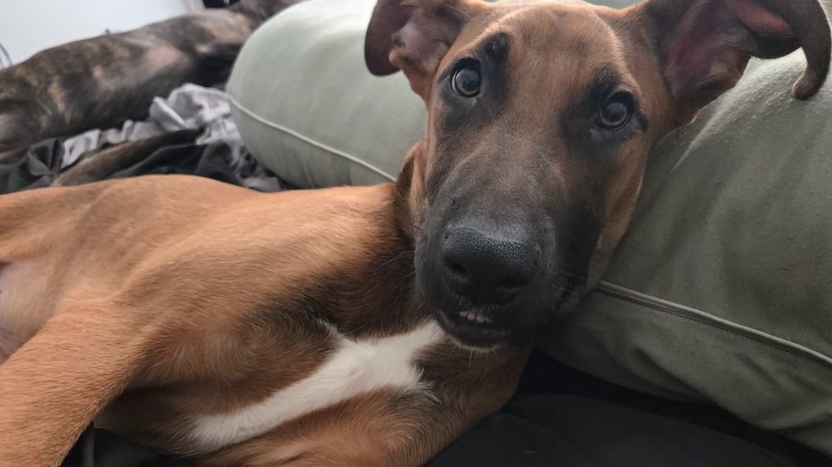 Frankie boy 5 months old ♡