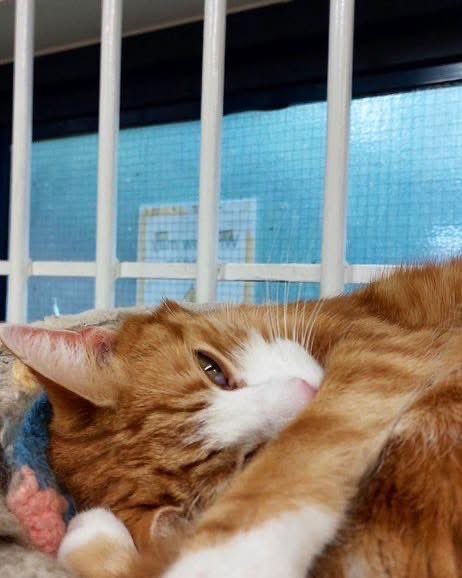 Night night sweet dreamies 

Taking care of your mental health isn’t a luxury. 
It’s survival. 
It’s strength. 
It is okay to make it your priority

Don’t be afraid to take the slow train now and then

#cats #cats #Cat #CatsOnTwitter #CatsofTwitter