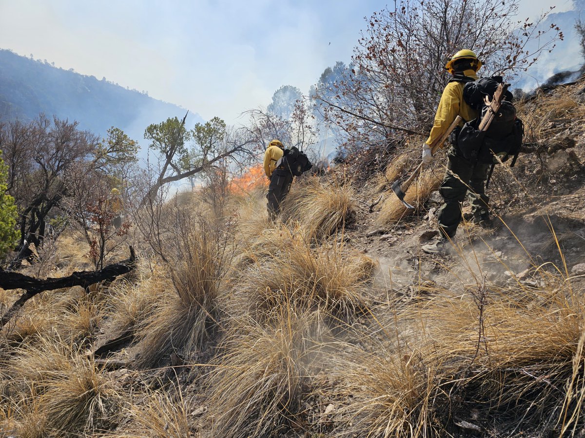 📢Te informamos sobre los avances en el control del #IncendioForestal 🔥🌳en el municipio de Madera, #Chihuahua 👇

Un total de 🧑‍🚒👮👩‍✈️302 personas se coordinan para atender este complejo de #IncendiosForestales denominado Madera 02 y que afecta a un bosque de pino- encino.