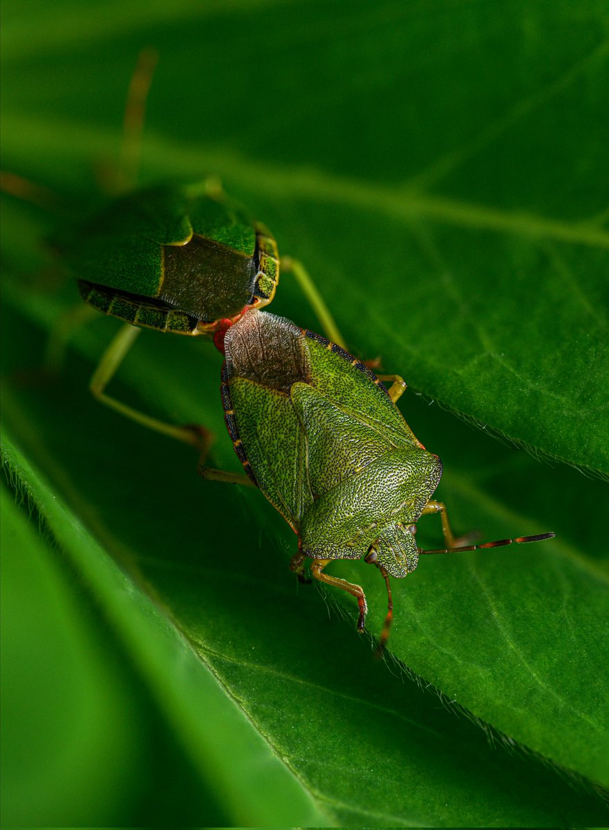 Garden games #ThePhotoHour #snapyourworld #insects #flies #NaturePhotography #nature #macro #macrophotography #shieldbug