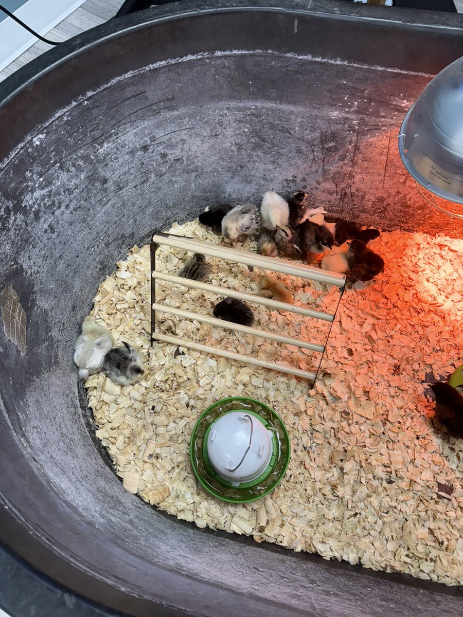 Mrs. Keifer is the best for the popsicle treat to welcome summer and of course we’ll all miss the baby chicks!!