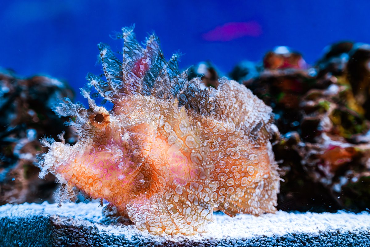 Guess who’s hiding in plain sight 👀 With camouflage that makes it look just like drifting seaweed, Weedy Scorpionfish can sneak up on its dinner … or avoid becoming dinner.

Ready to uncover more hidden wonders? Explore Living Seas today!
