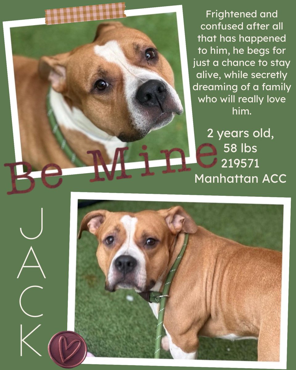 Jack, 2, was admitted to ACC as a stray. Described as having "high levels of fear, stress, and anxiety," Jack was recommended "long-lasting chews," "food puzzles," "hide-and-seek games” &amp; "physical exercise.” Instead, <a href="/NYCACC/">Animal Care Centers of NYC</a> <a href="/NYCHealthCommr/">Dr. Michelle Morse</a> <a href="/nycHealthy/">nychealthy</a> killed Jack after 10 days.