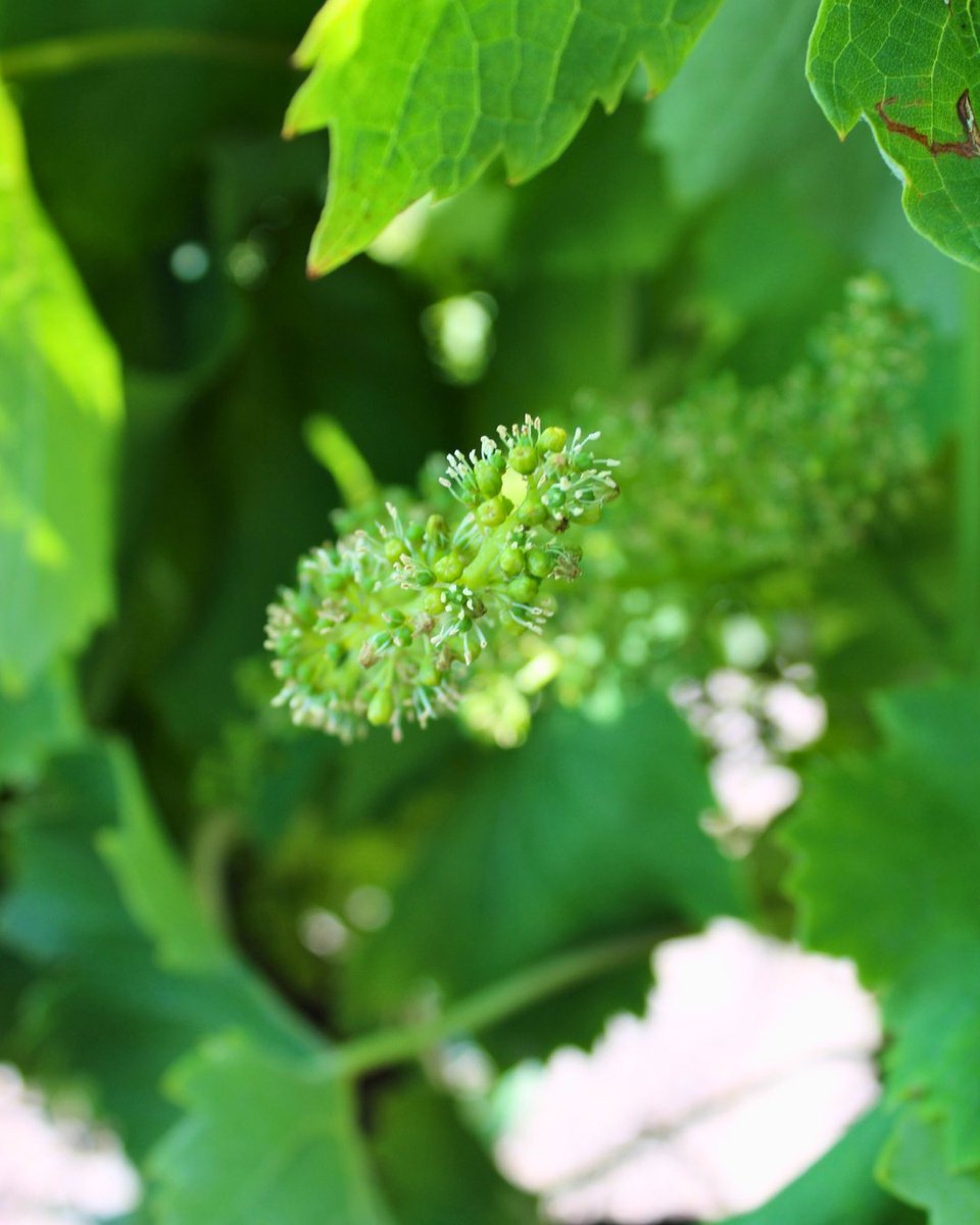☀️Les températures grimpent et les vignes se parent de toutes petites fleurs en forme de grappe qui porte entre 100 et 200 fleurs🌻
Celles ayant été fécondées, se transformerons en grain de raisin pour former une grappe.
#Vitipeps #plantdevigne #pepiniereviticole #frenchvineplant