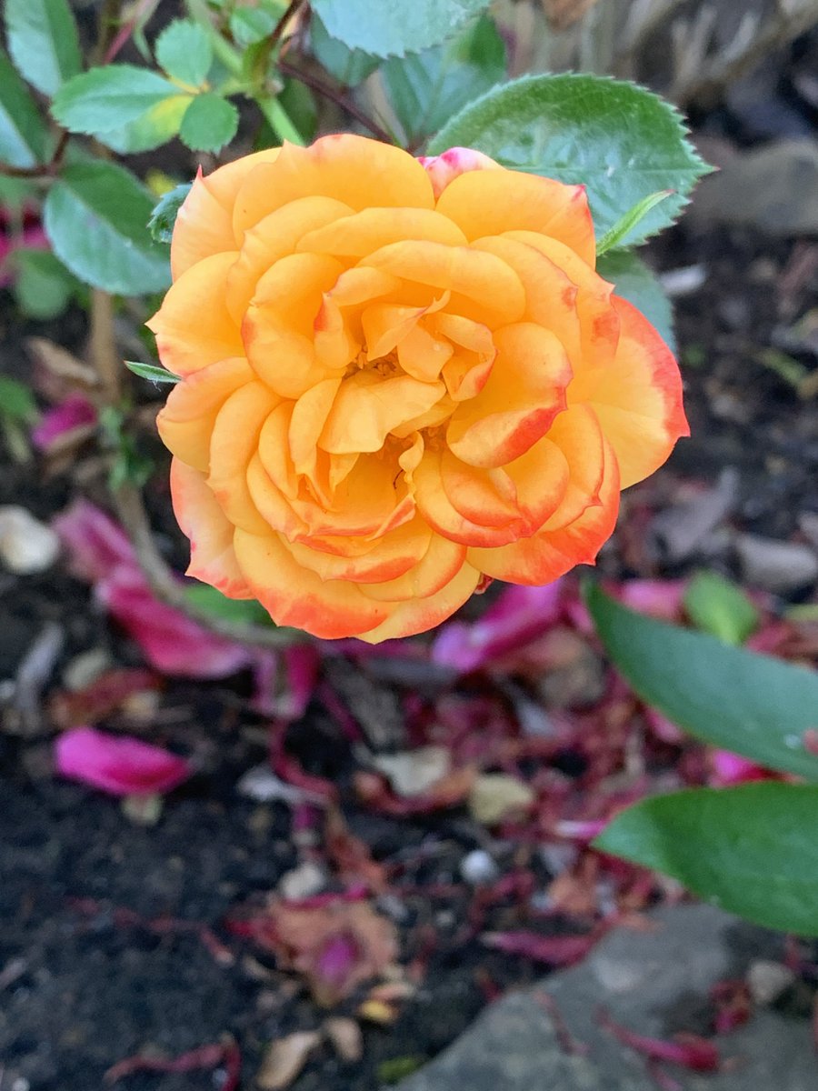 LSalt1's tweet photo. Splashes of colour in the garden 🌺🌸🌹💕 #GardeingX #RoseWednesday https://t.co/S6H4By9hn1