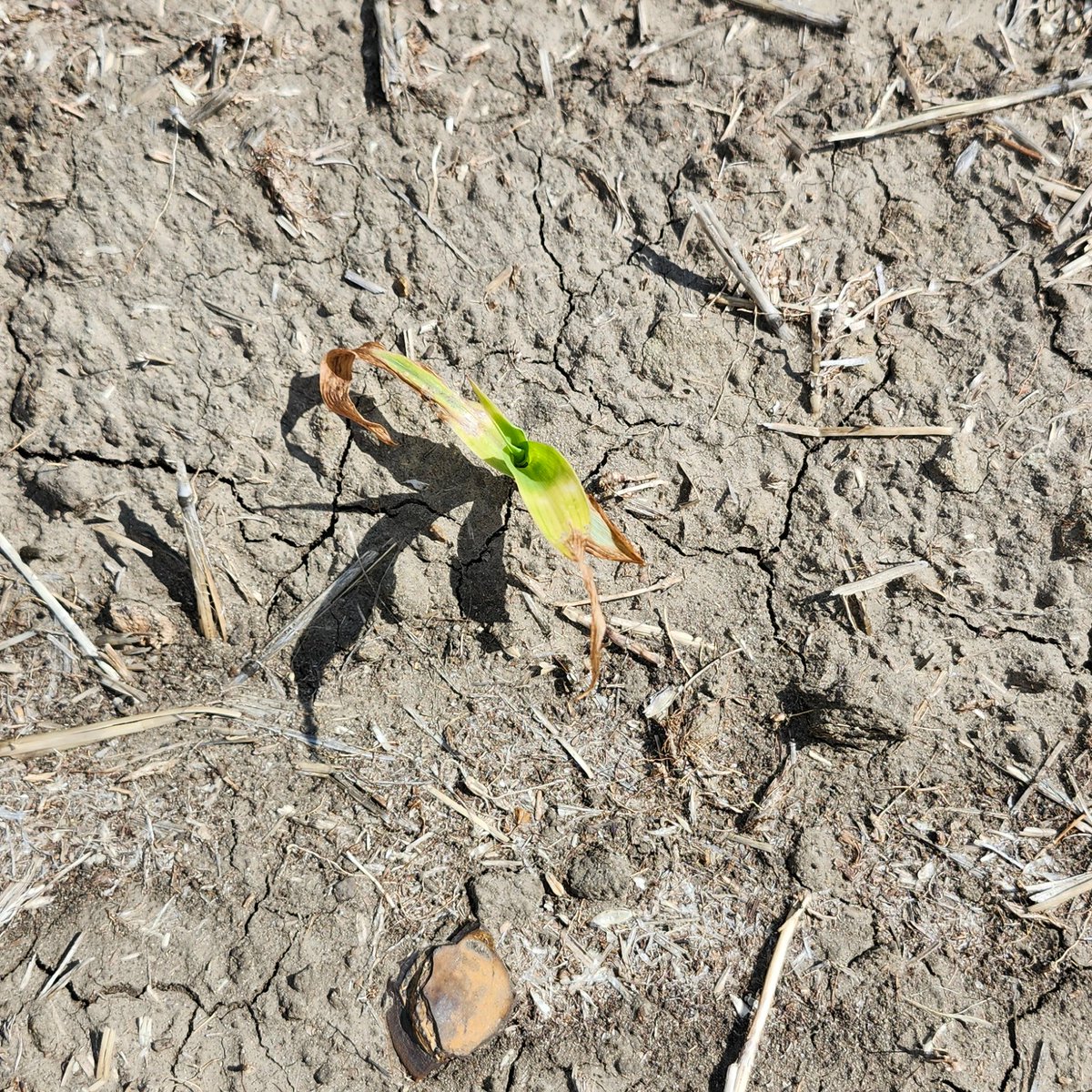 CropSystemsDREC's tweet image. Early-season #frost nicked some young #corn seedlings in SW ND. While the leaf damage looks bad, the growing point is still below ground and likely unharmed at this stage. If it's white/creamy and new leaves emerge soon, yld penalties are unlikely. 🌽❄️
#NDSUExtension #cropwatch