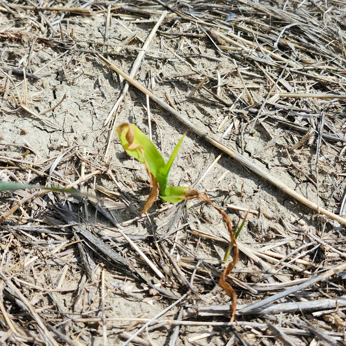 CropSystemsDREC's tweet image. Early-season #frost nicked some young #corn seedlings in SW ND. While the leaf damage looks bad, the growing point is still below ground and likely unharmed at this stage. If it's white/creamy and new leaves emerge soon, yld penalties are unlikely. 🌽❄️
#NDSUExtension #cropwatch