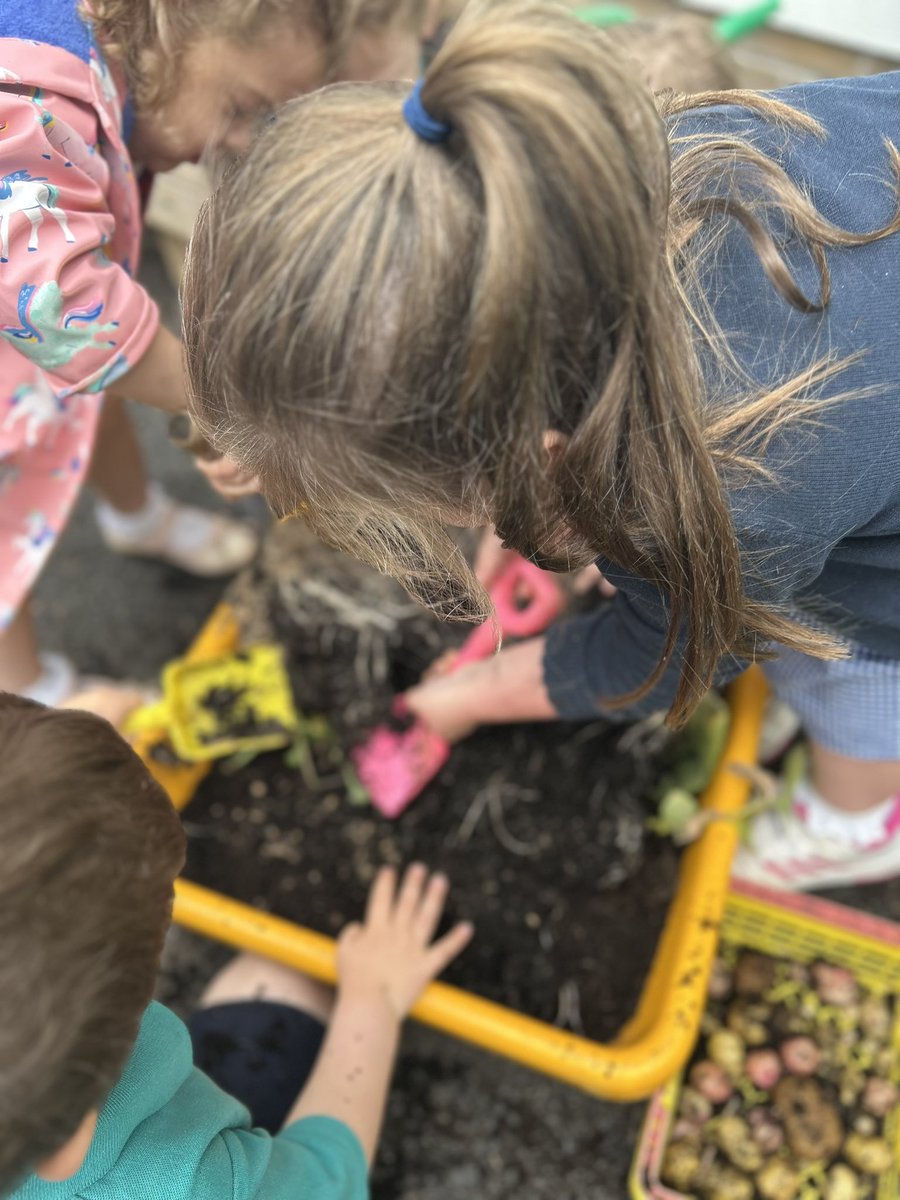 Millstranded's tweet photo. Great crop of potatoes this year, our Nursery classes were so excited, it was like digging for treasure! That’s lunch sorted!@Eco_SchoolsNI @KeepNIBeautiful #growtoeat @pstt_whyhow https://t.co/Mlz0Yy0v0g
