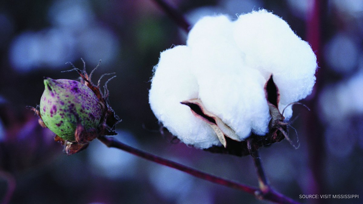 Mississippi and other states grow the best cotton in the world, but global competition threatens their success. I introduced legislation to offer federal tax credits to boost the use and sale of U.S.-grown cotton. I’ll work to ensure it’s considered as the Senate takes up the One