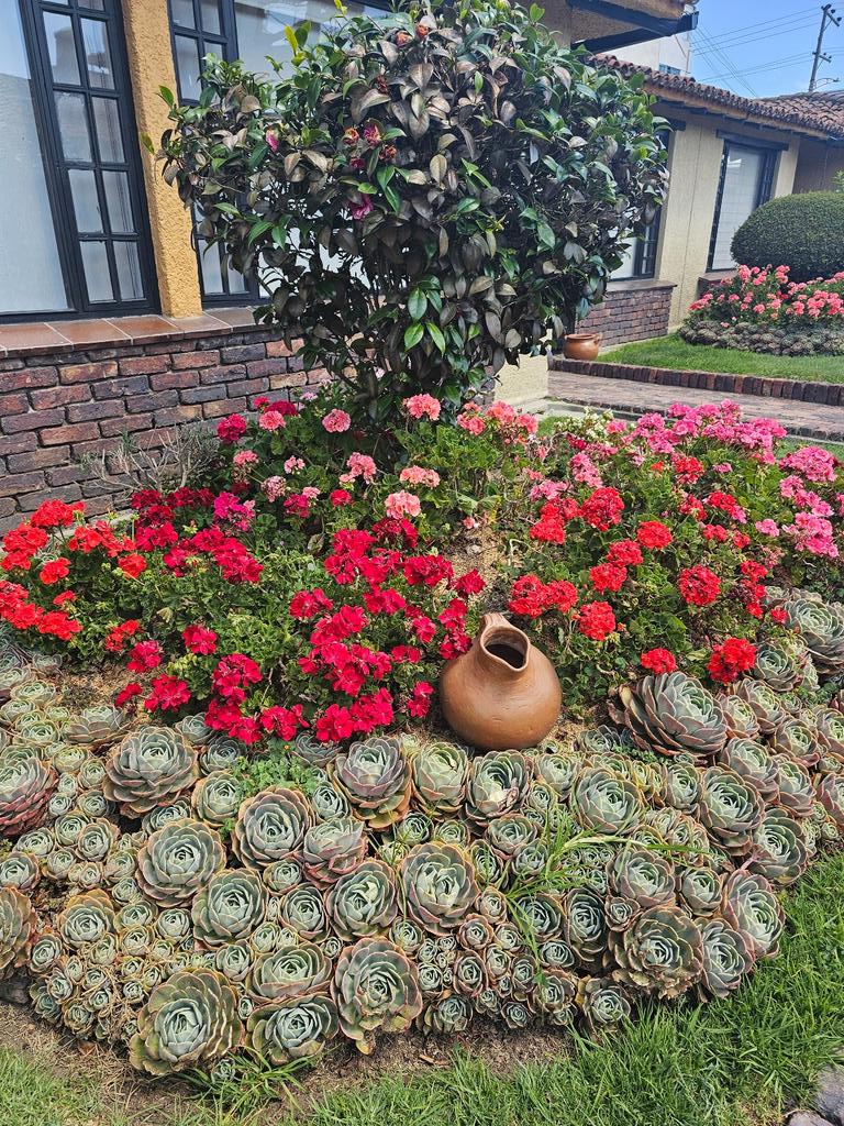 singshobhasing's tweet photo. Succulents absolutely THRIVE in Bogotá's perfect climate! Look at these gorgeous rosettes soaking up the eternal spring weather. The altitude plus year-round temps create succulent paradise #BogotáGardening #Succulents #EternalSpring #ColombianGardening https://t.co/jqaZXmkk5c